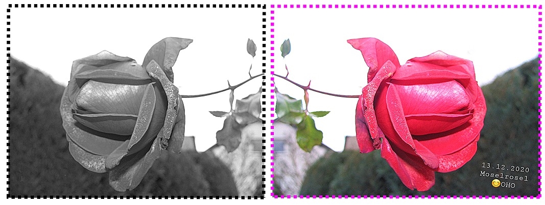 20201216_102308aRose-s.w.spieg