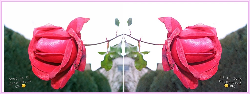 20201216_102308aRose-spieg