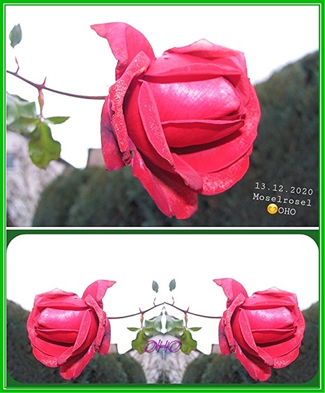 20201216_102308aRose-spiegel