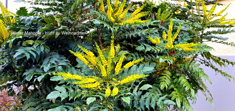 Winter Mahonie - blüht zu Weihnachten