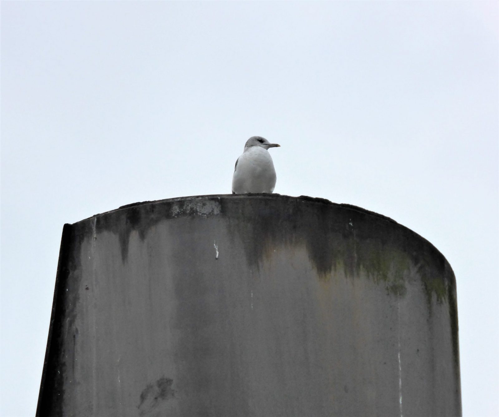 2021-01-28 Landungsbrücken (12)