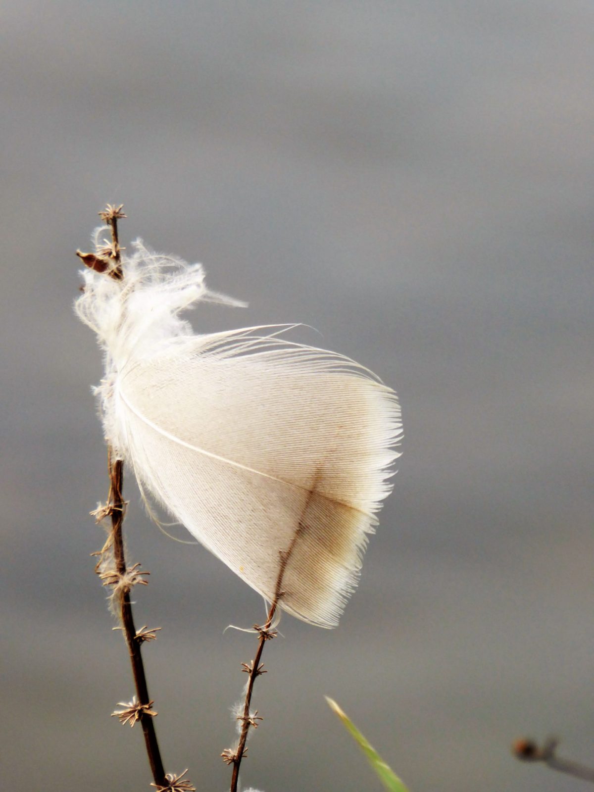 2021-10-30 federleicht (1)