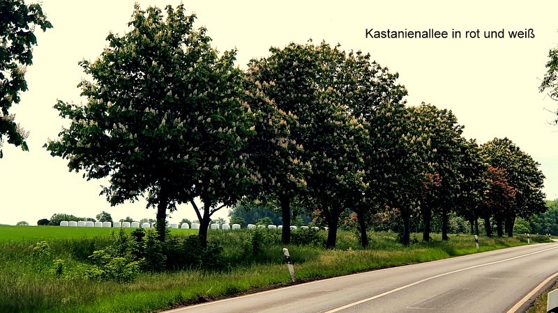 Kastanienallee in rot und weiß