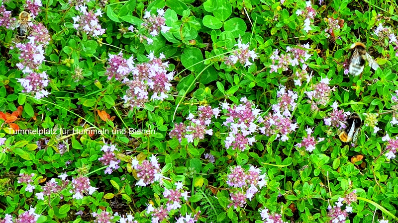 Tummelplatz für Hummeln und Bienen.
