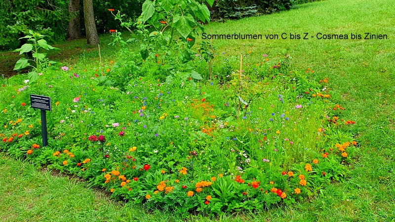 Sommerblumen von C bis Z - Cosmea bis Zinien.