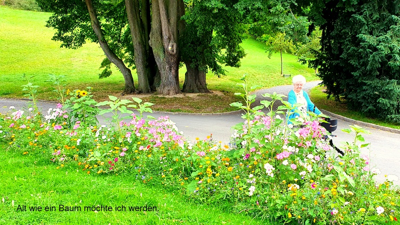 Alt wie ein Baum möchte ich werden.