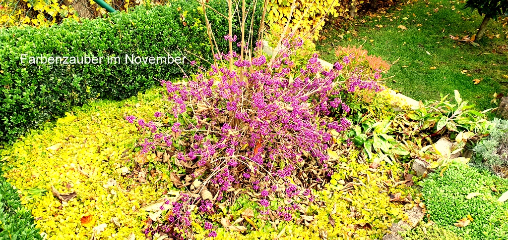 Farbenzauber im November.