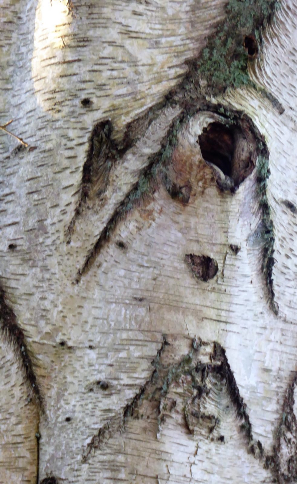 2022-01-06 Baumgesichter (2)