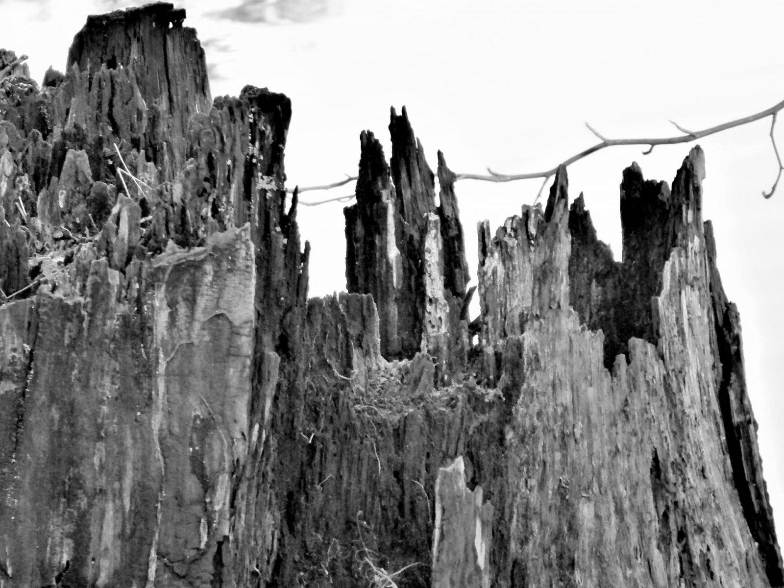 2022-01-06 Ohlsdorfer (14)