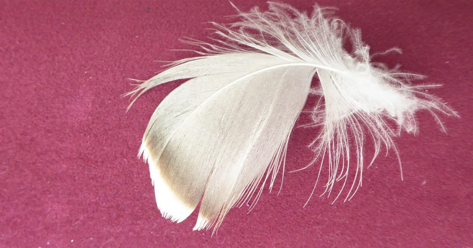 2022-03-12 Feder (1)