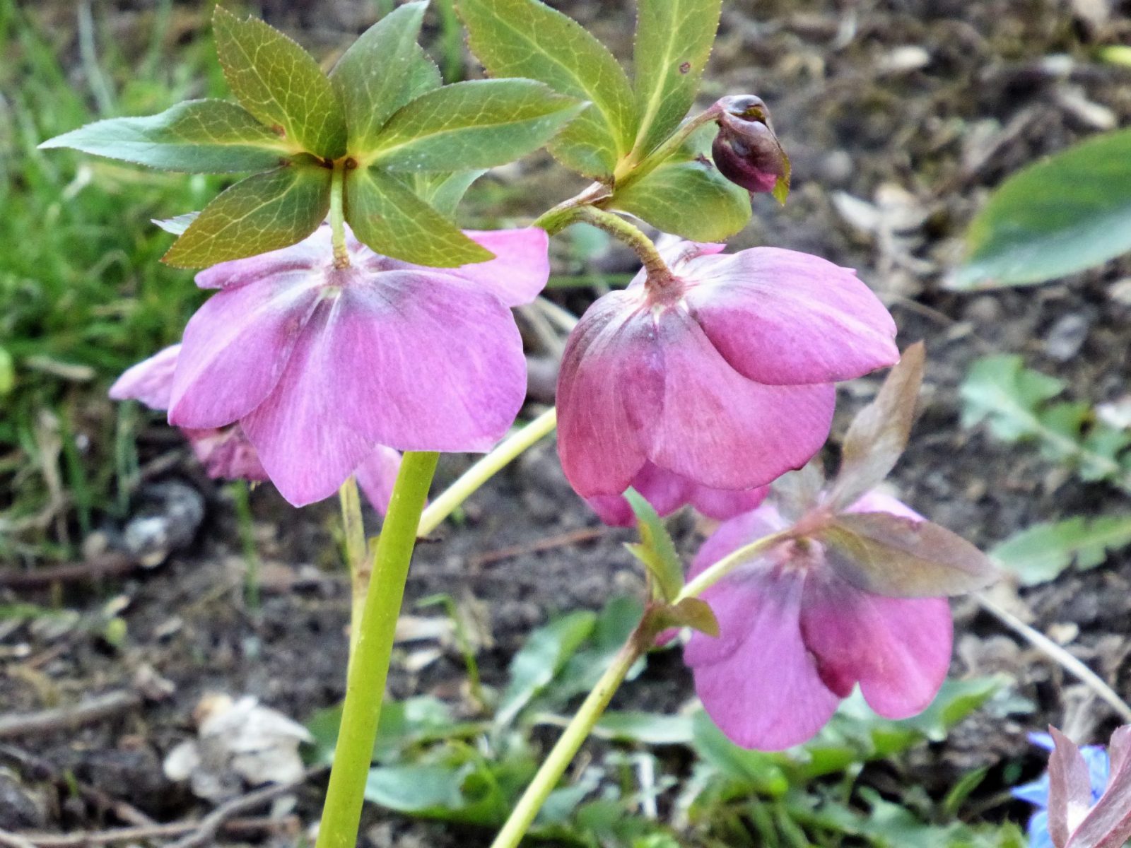 2022-03-21 Frühblüher (3)