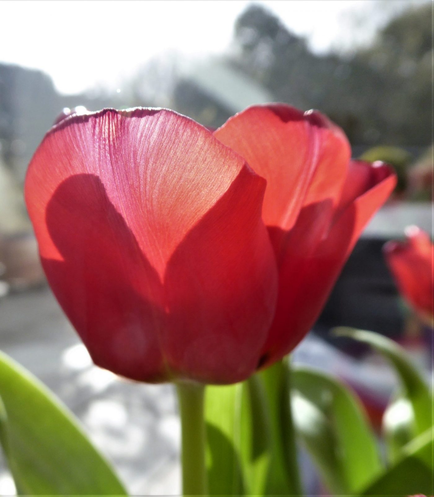 2022-04-09 tulpen (4)