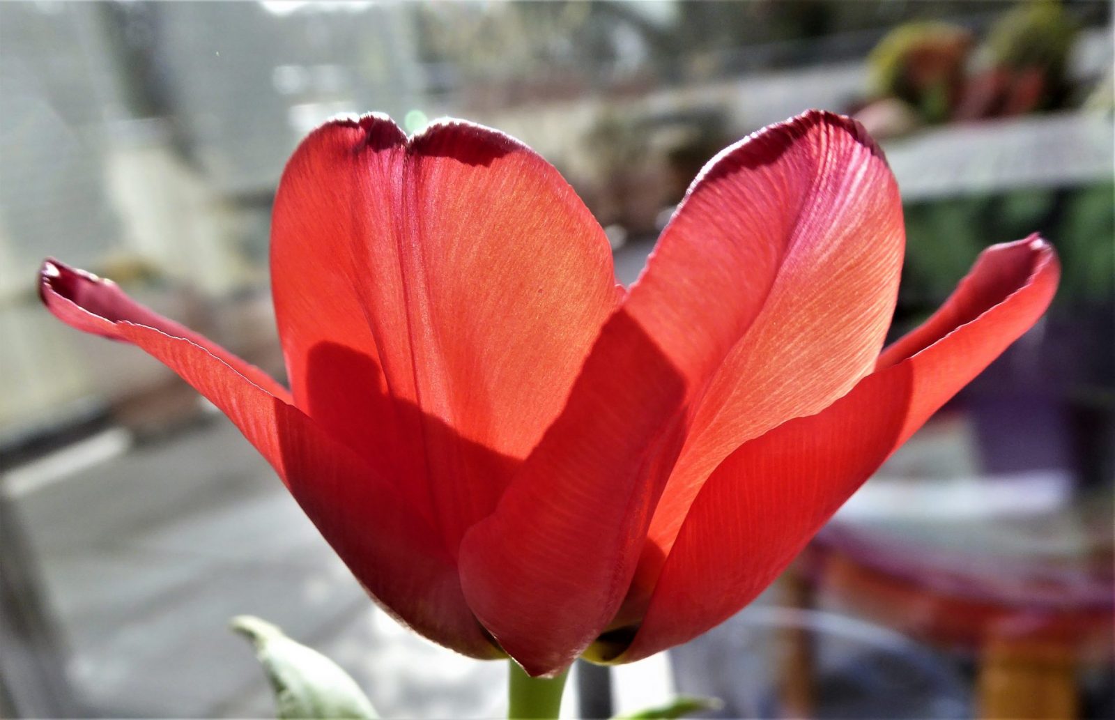 2022-04-09 tulpen (5)