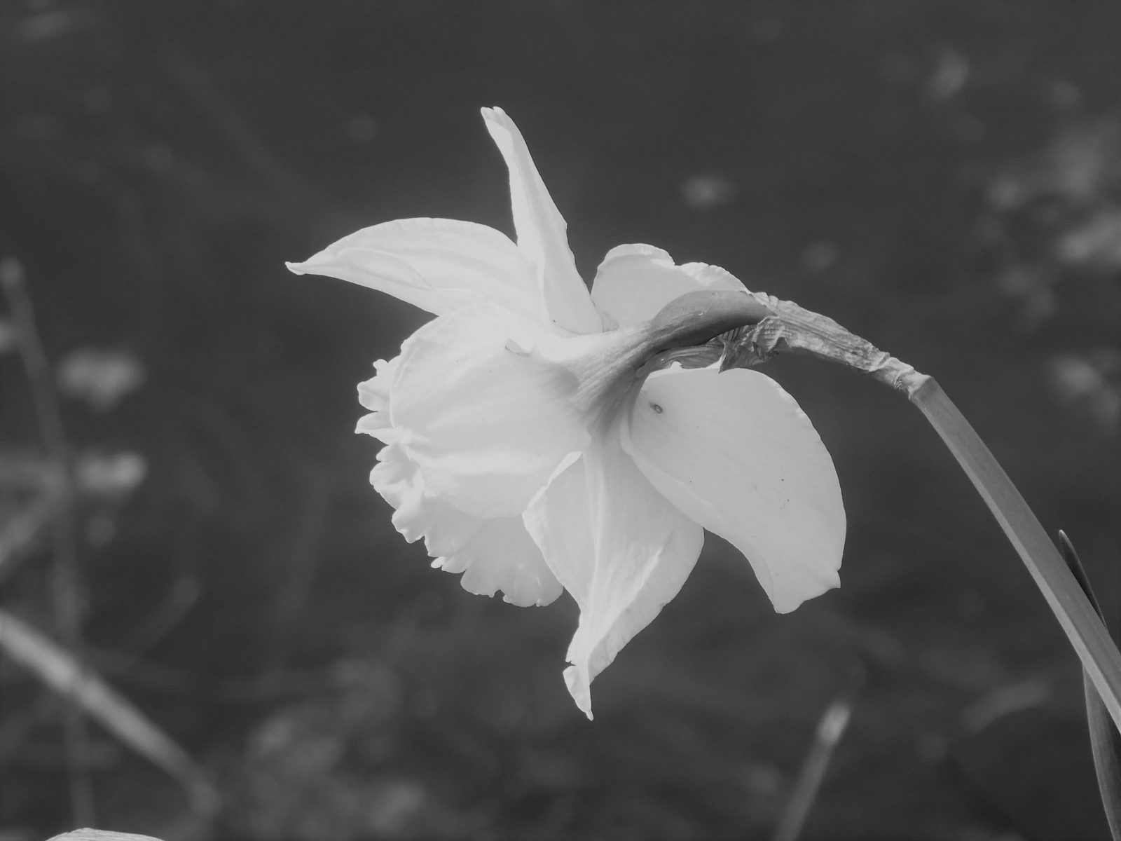 2022-04-11 Narzissen (2)