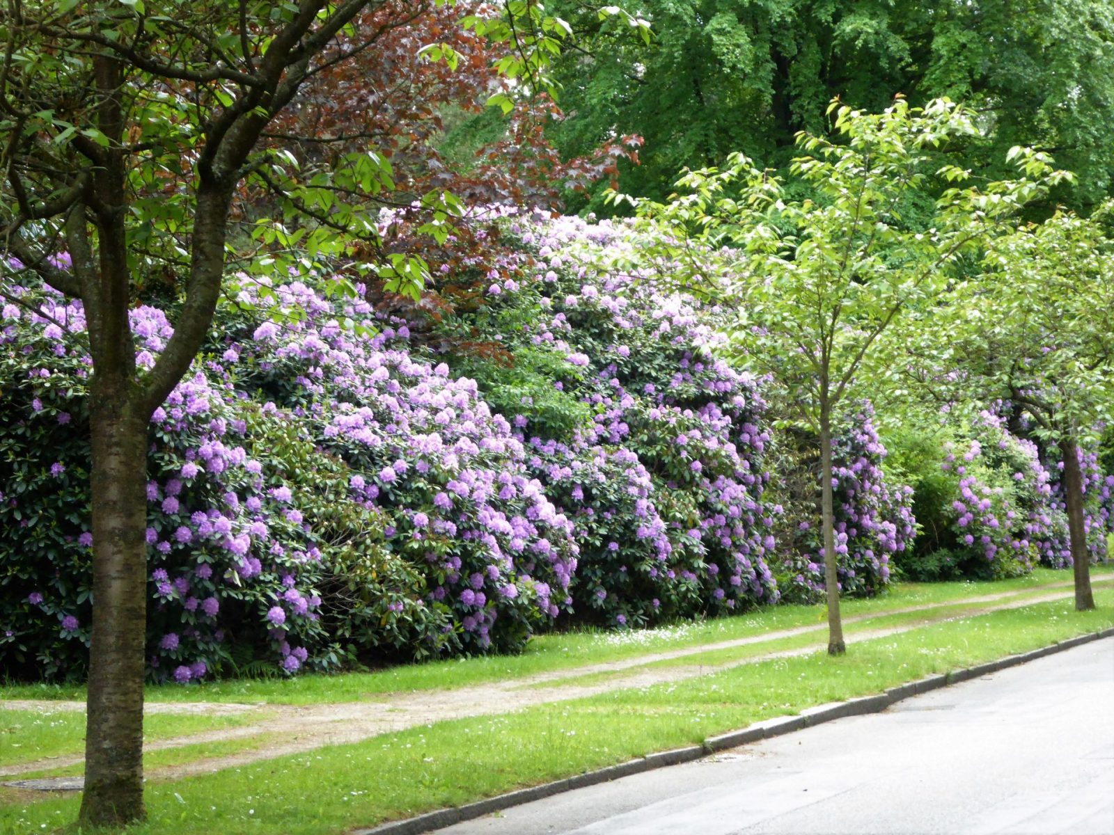 2022-05-25 Rhododendronblüte Ohlsdorf (1)