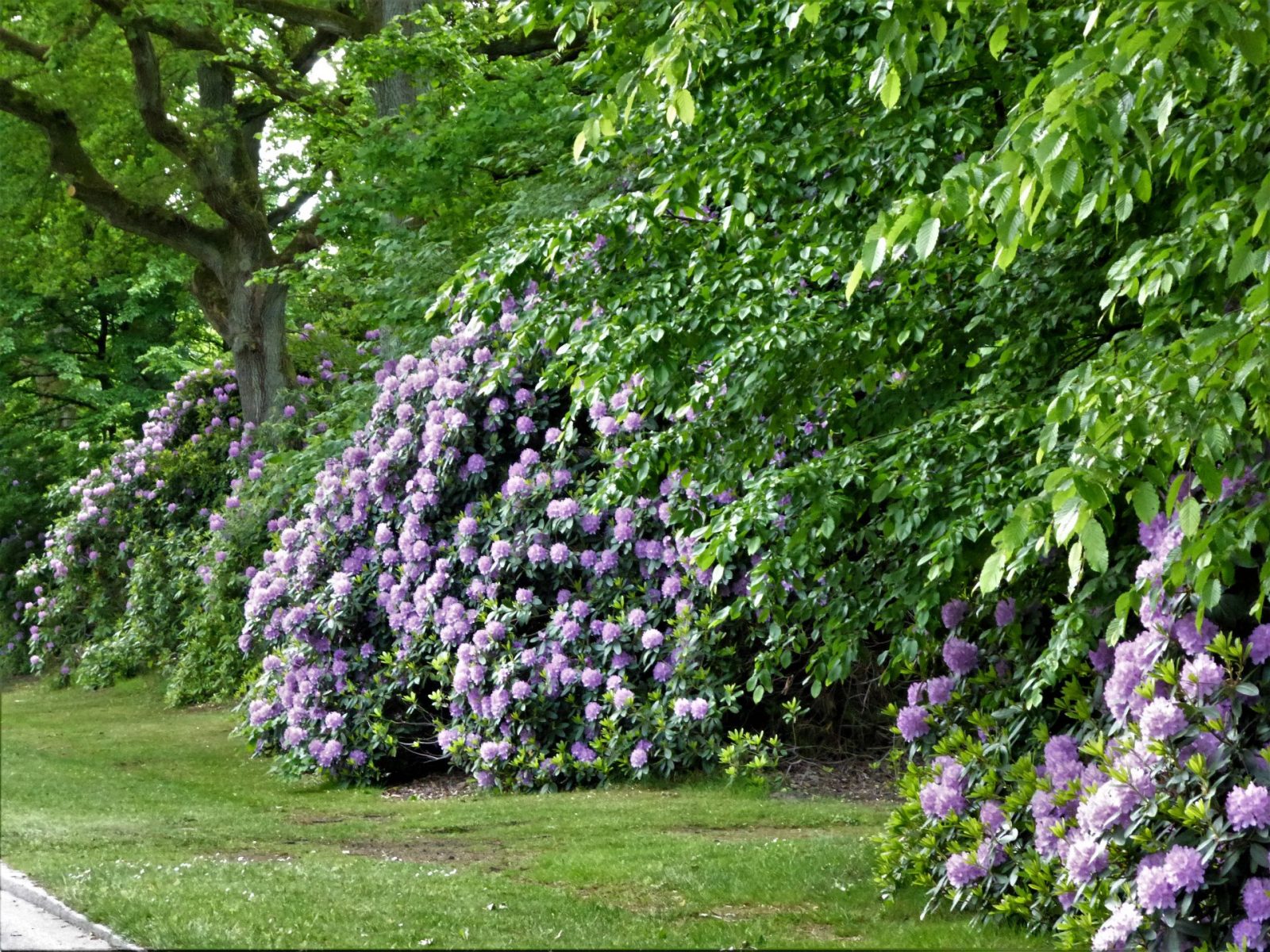 2022-05-25 Rhododendronblüte Ohlsdorf (2)