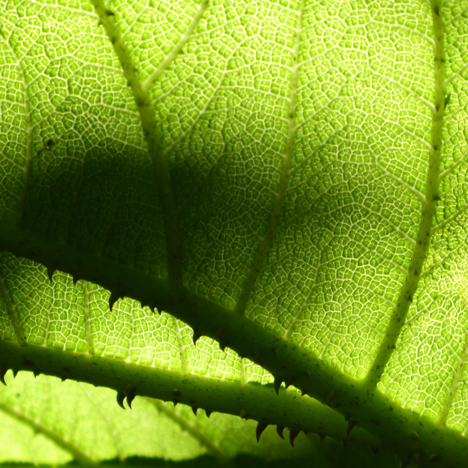 2022-06-12 BrasilianMammutblatt (6)