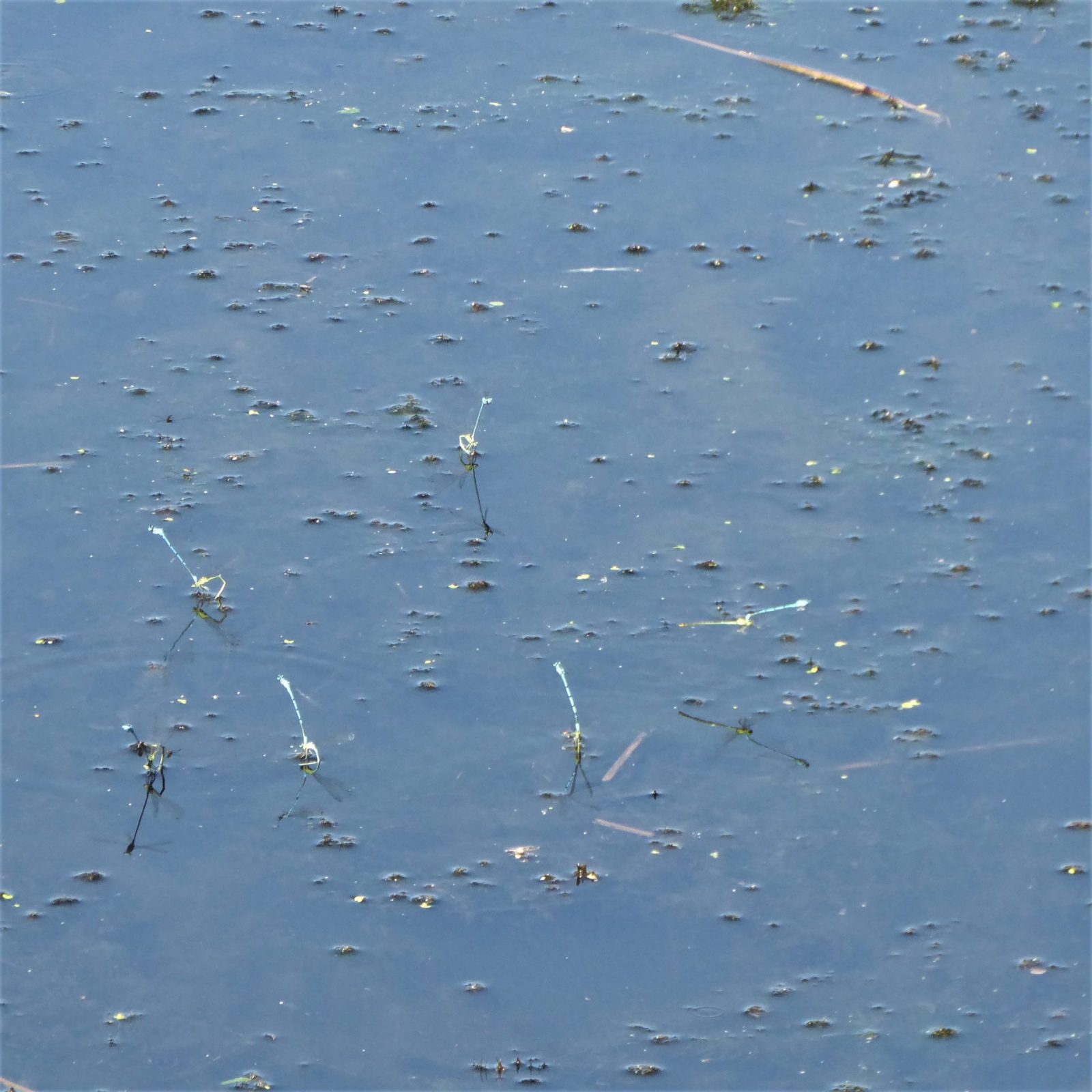 2022-07-02 Ohlsdorfer (5)