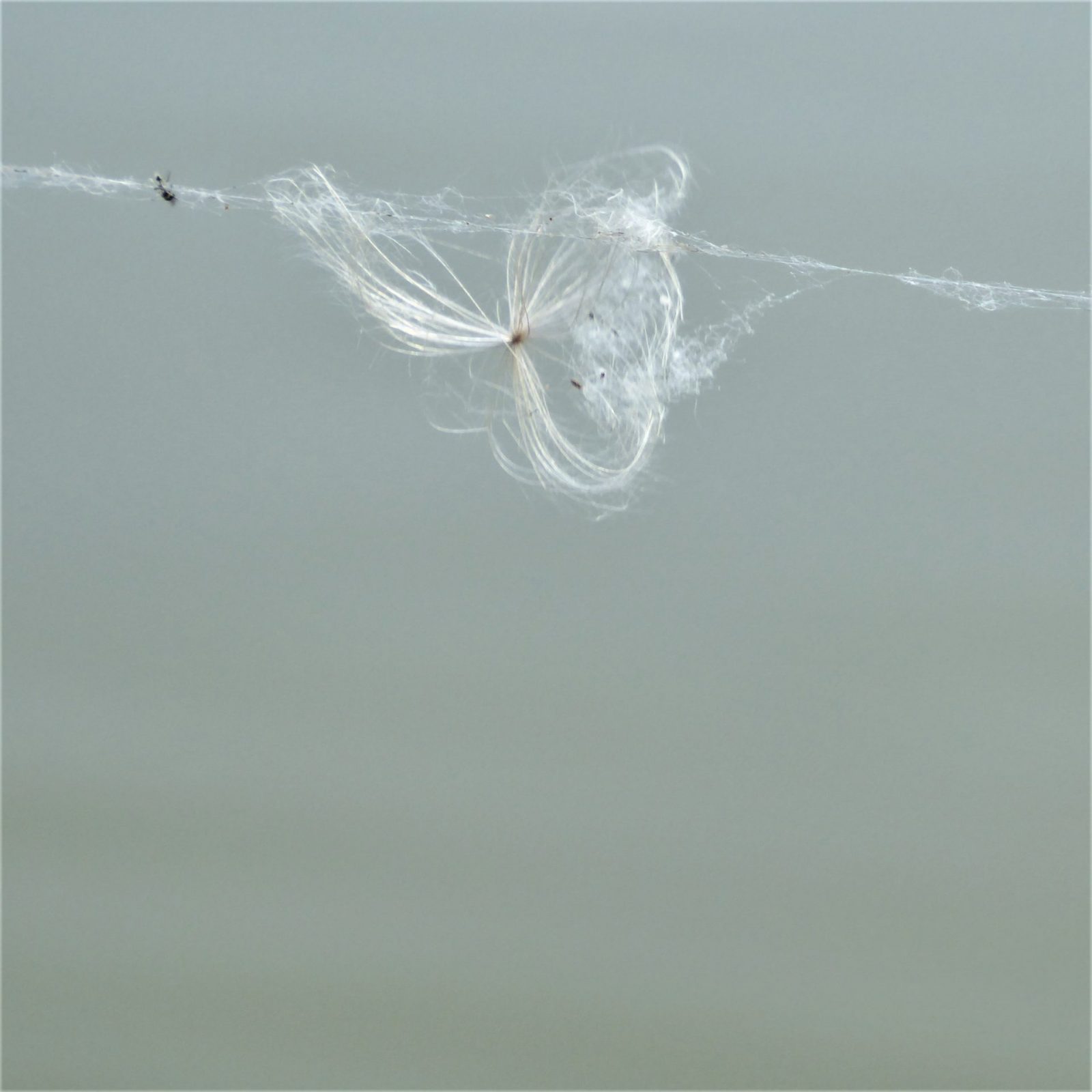 2022-07-024 Fedriges (1)