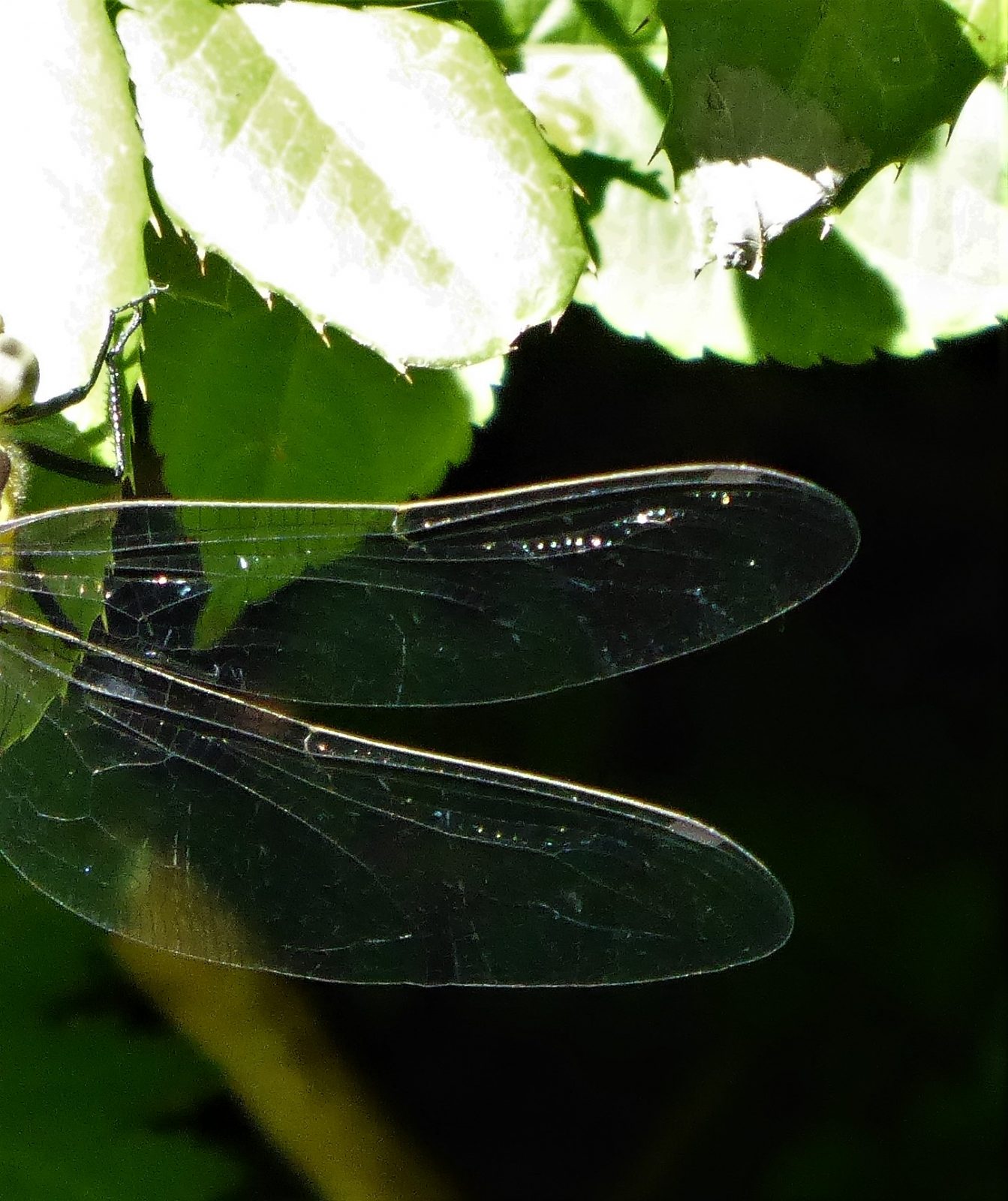 2022-07-10 Libelle am alten Bramf (4)
