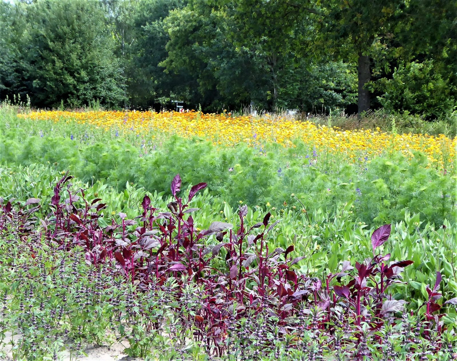 2022-07-10 blumenpflücken Wulksfelde (2)