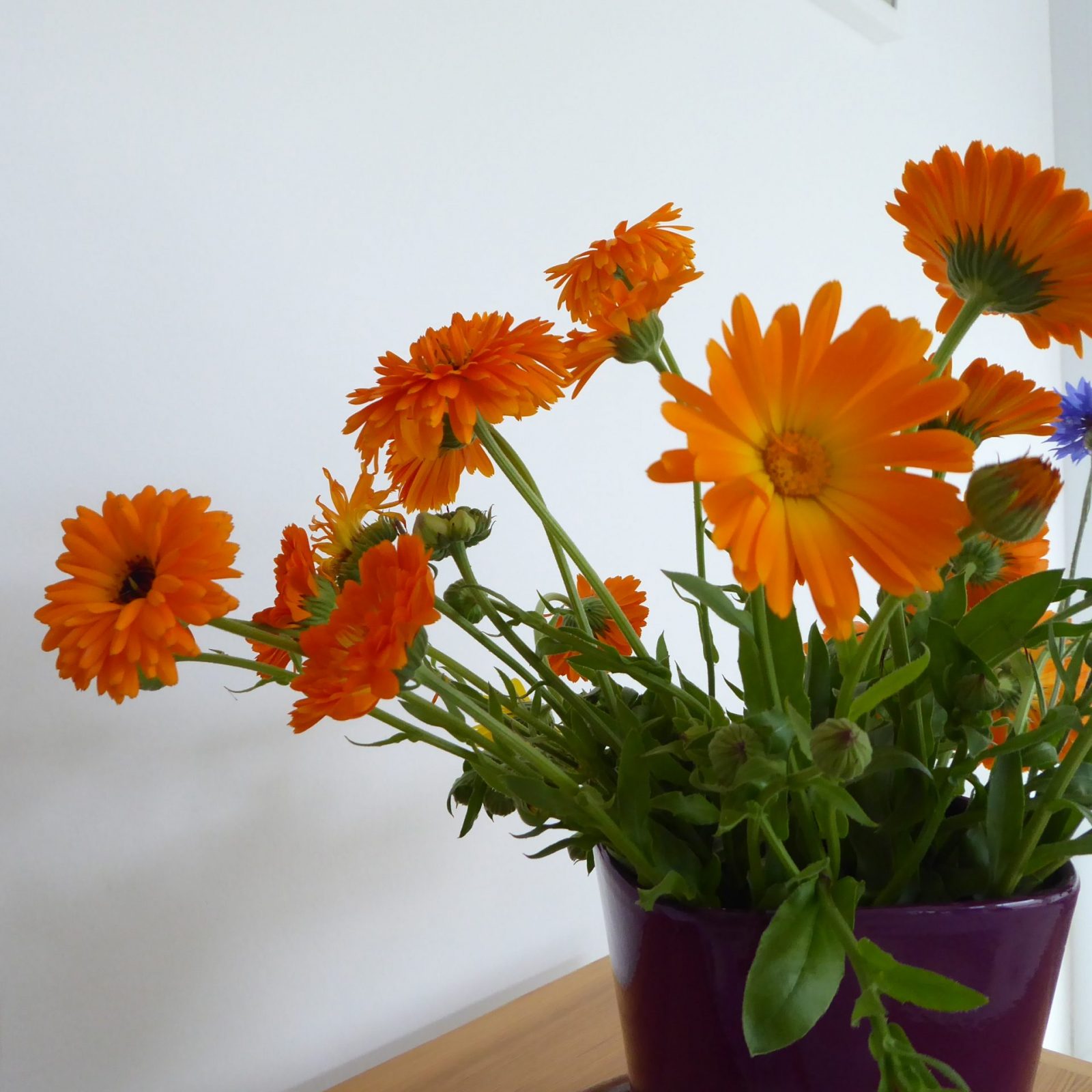 2022-07-10 blumenpflücken Wulksfelde (5)