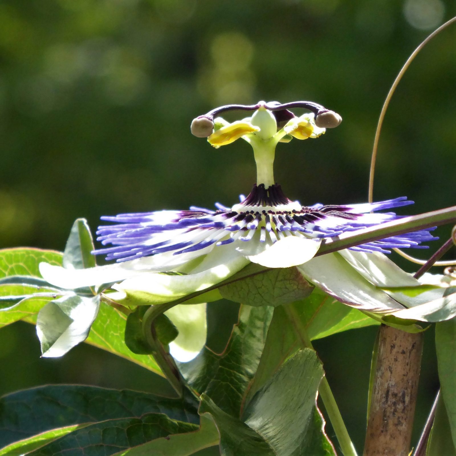 2022-07-15 Passionsblume (2)