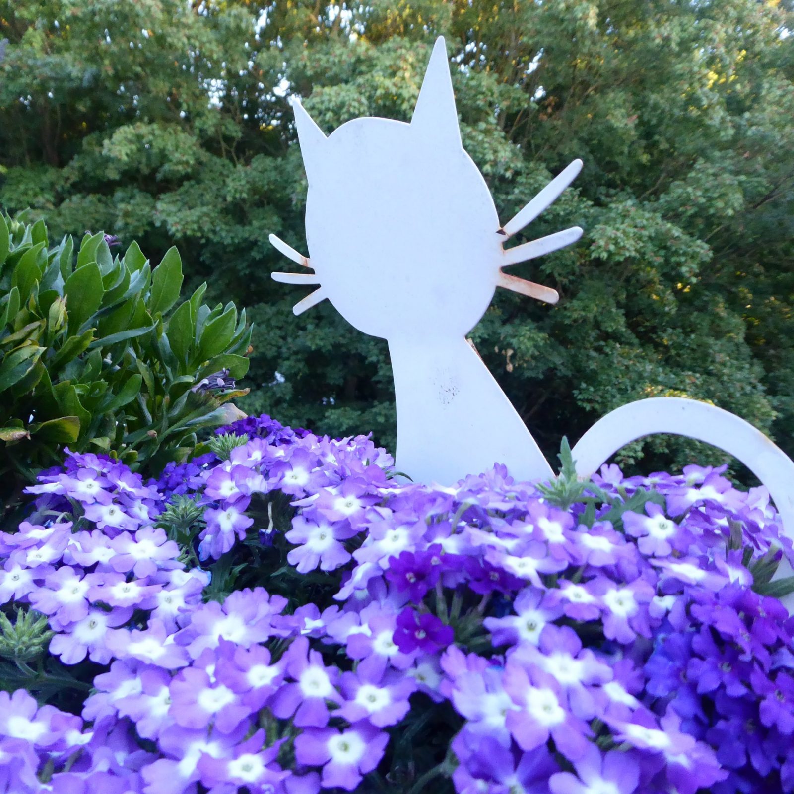 2022-07-15 Terrassenpflanzen (1)