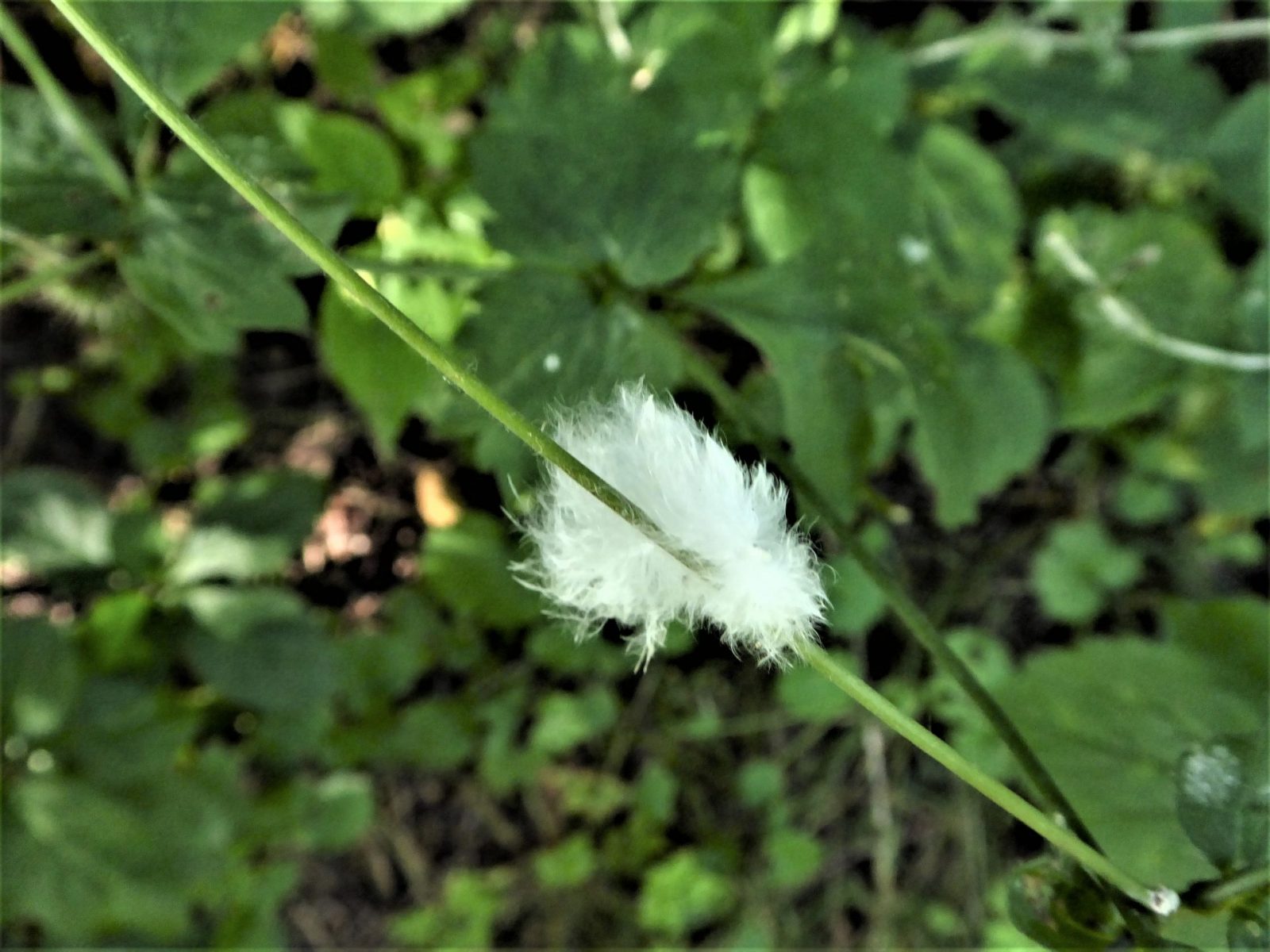 2022-07-20 Grabstelle (4)