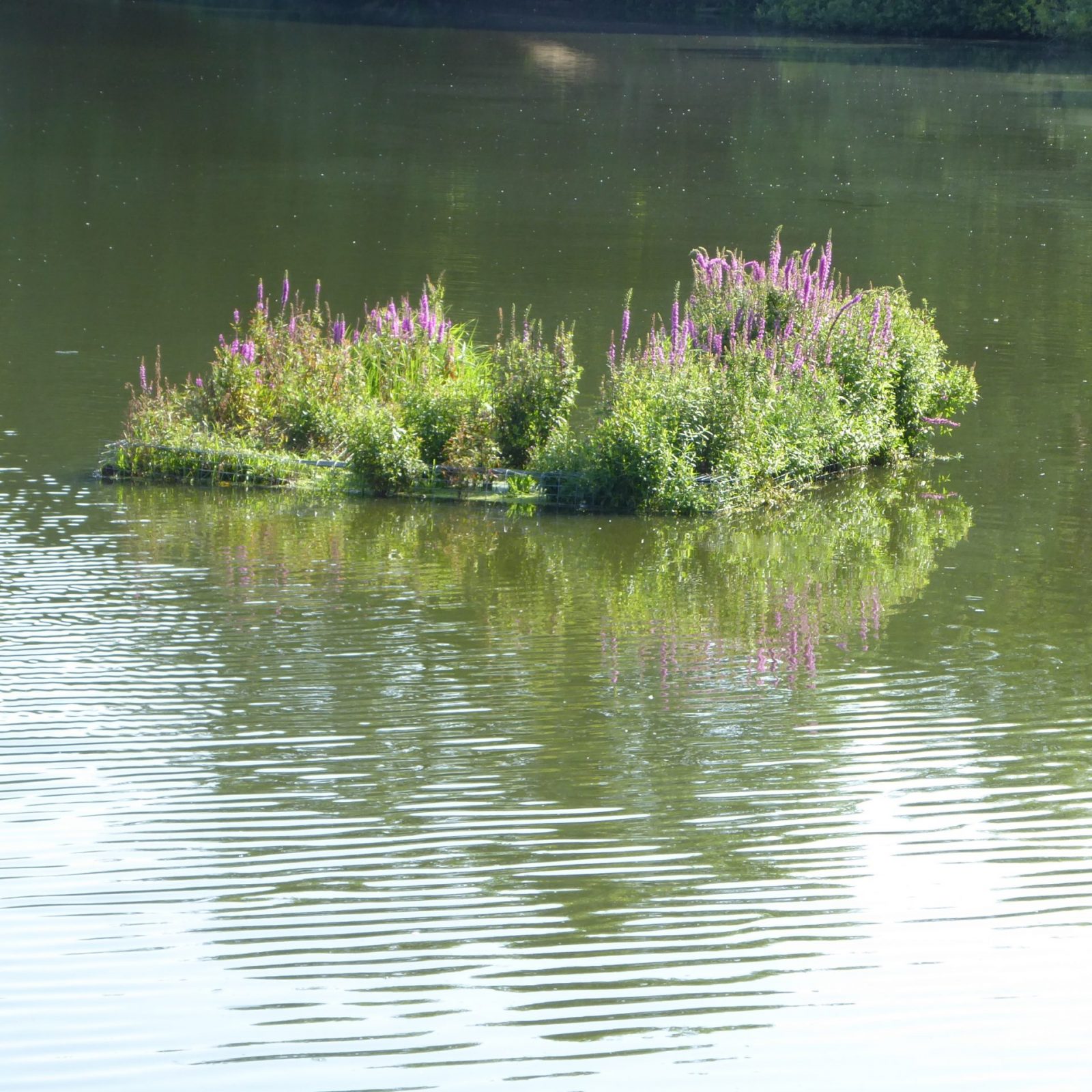 2022-07-24 Appelhoffweiher (1)