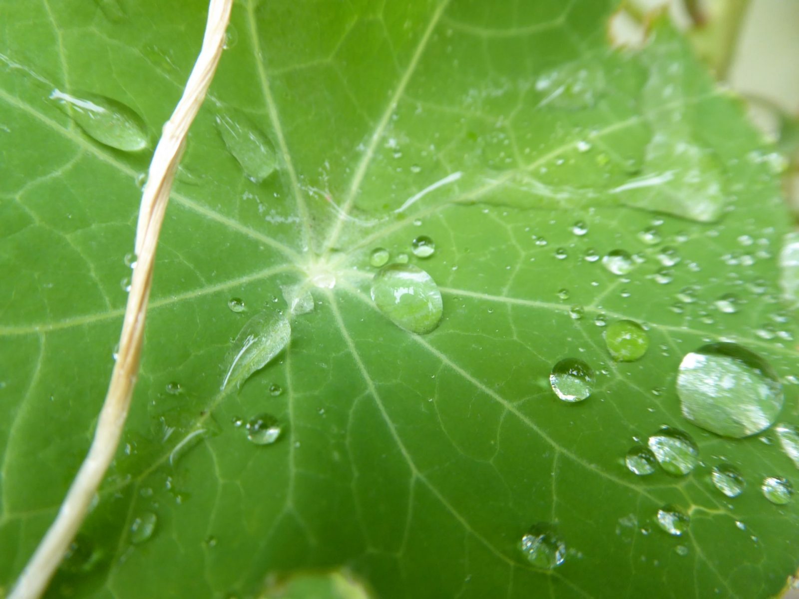 2022-08-05 Tropfen (1)