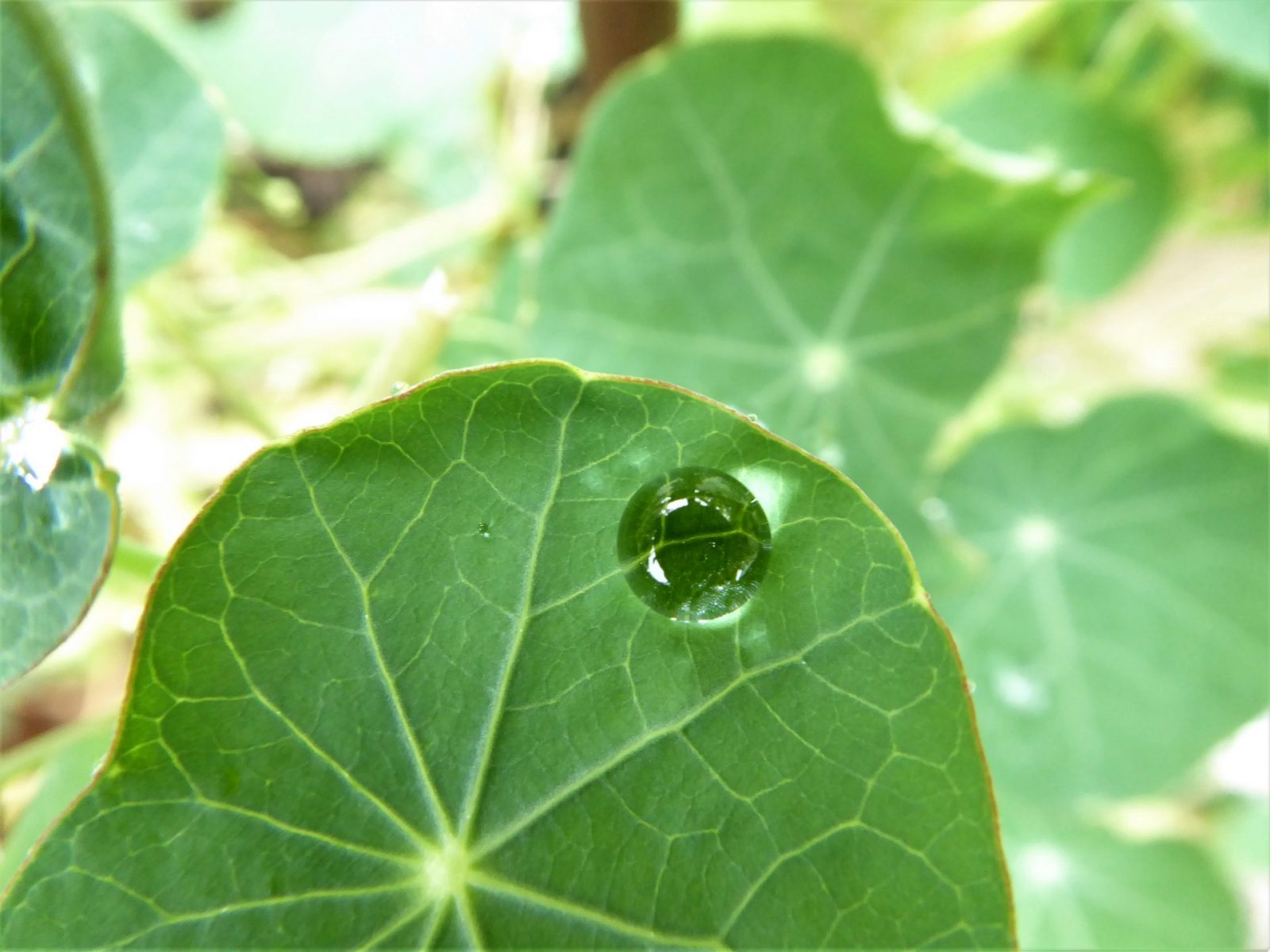 2022-08-05 Tropfen (3)