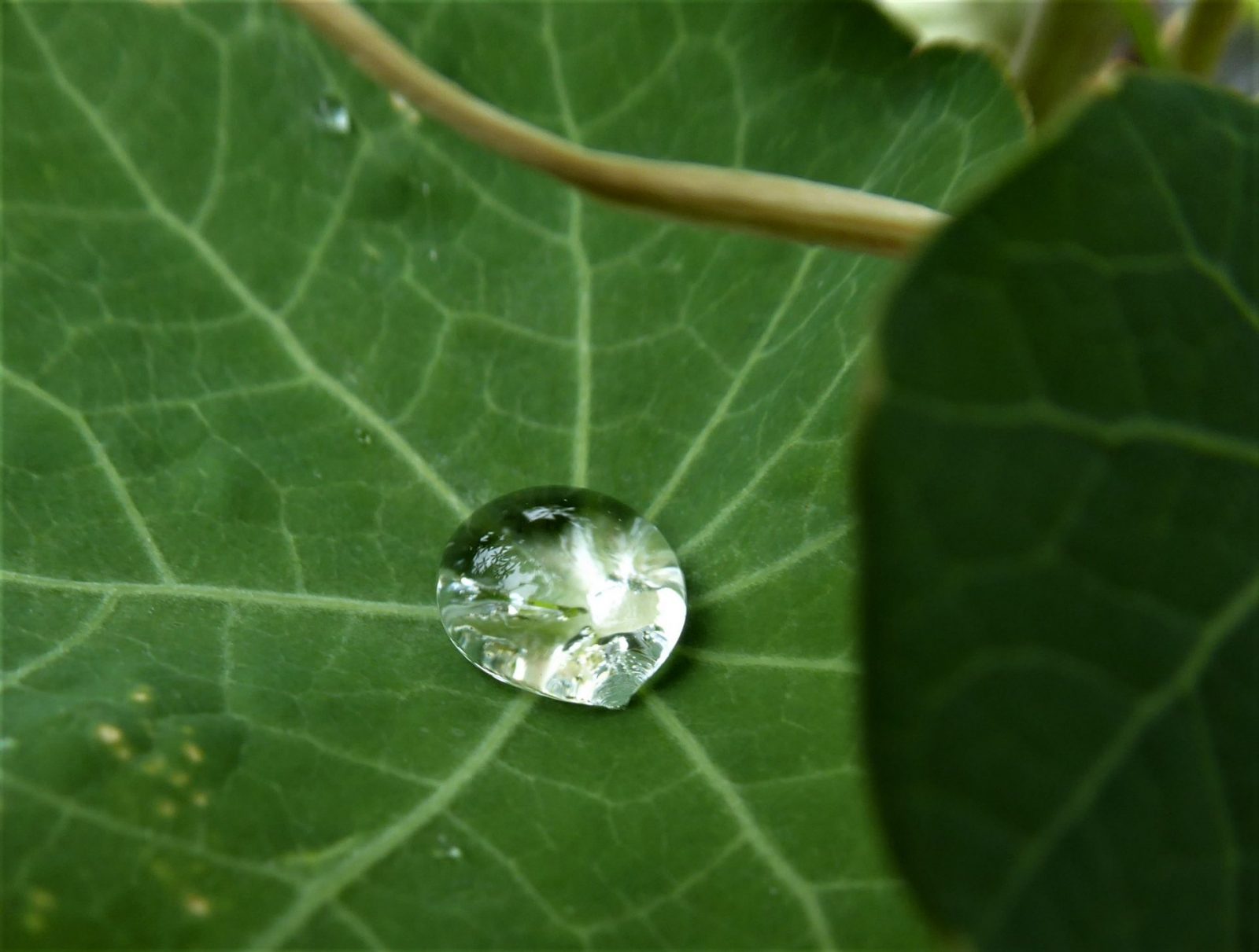 2022-08-05 Tropfen (4)