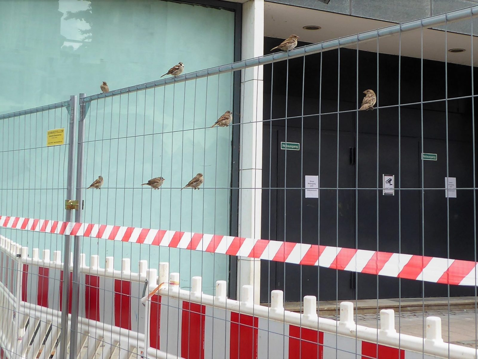 2022-08-07 St Spatzen bei Jacobi Kirche (4)