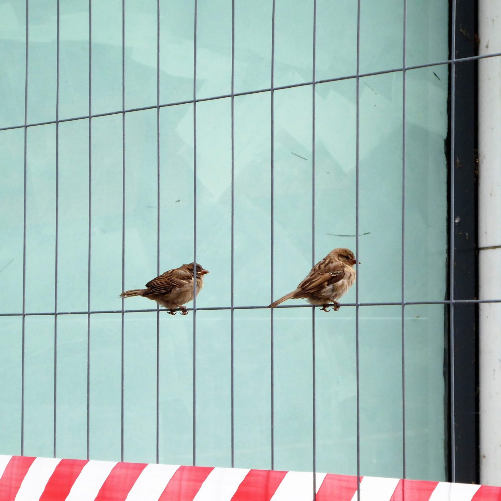 2022-08-07 St Spatzen bei Jacobi Kirche (5)