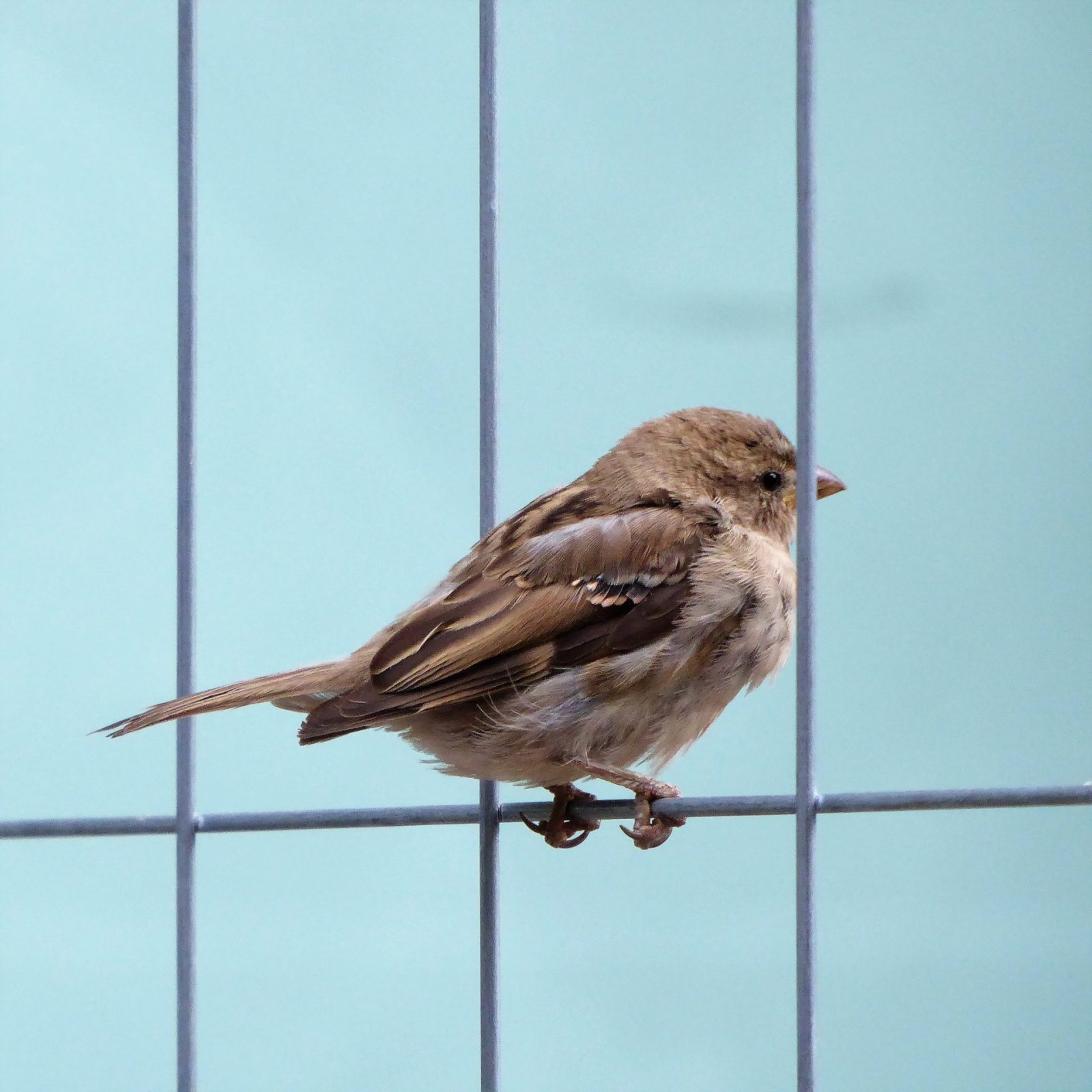 2022-08-07 St Spatzen bei Jacobi Kirche (7)