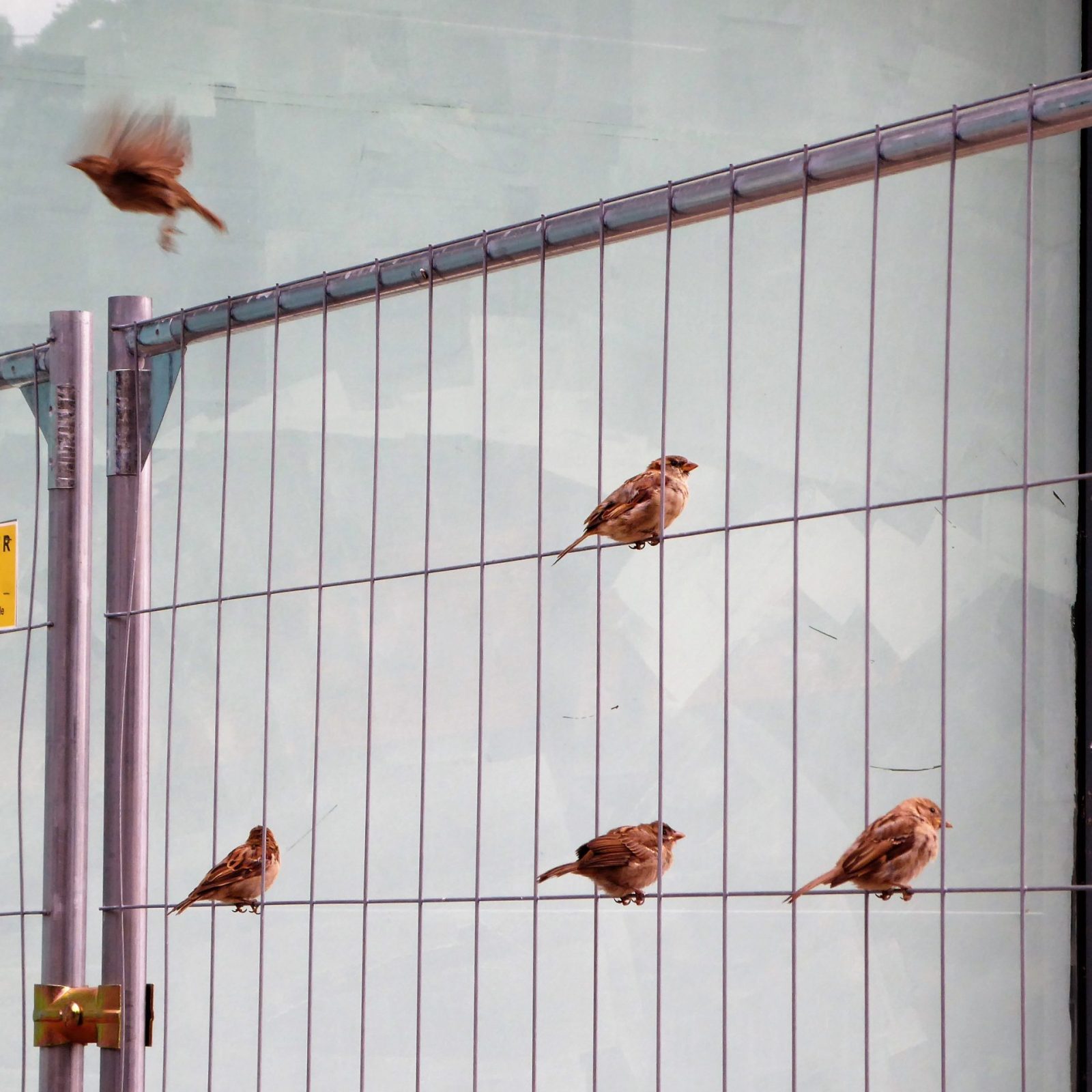 2022-08-07 St Spatzen bei Jacobi Kirche (8)