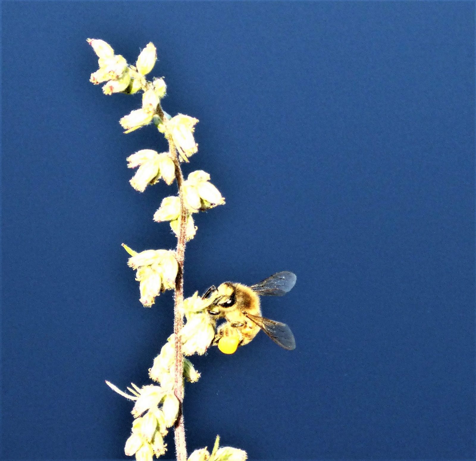 2022-08-13 Ohlsdorfer (10)