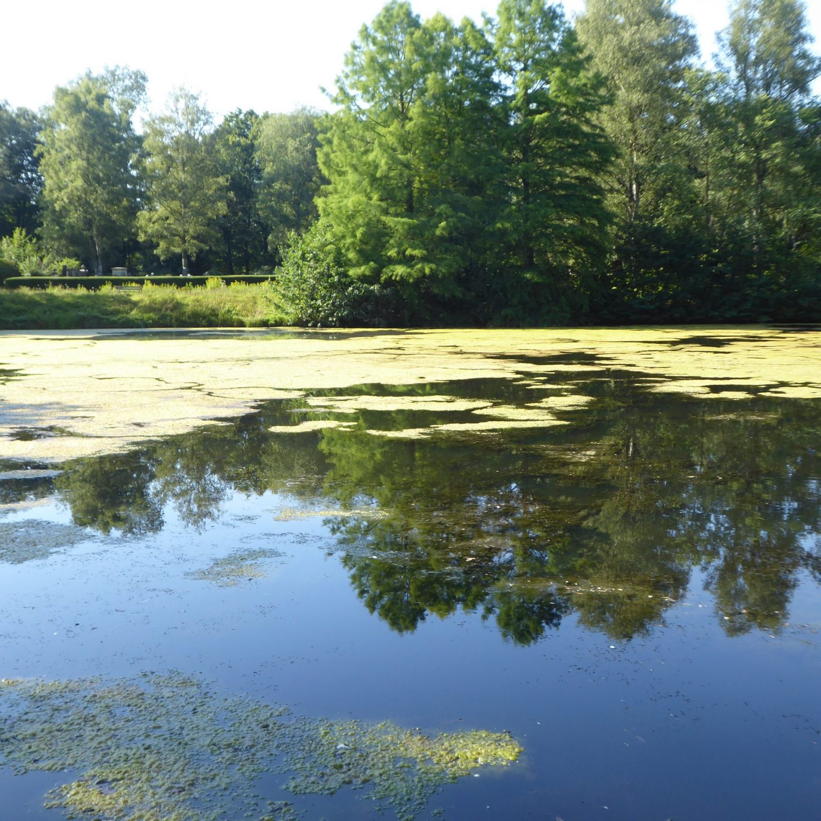 2022-08-13 Ohlsdorfer (16)