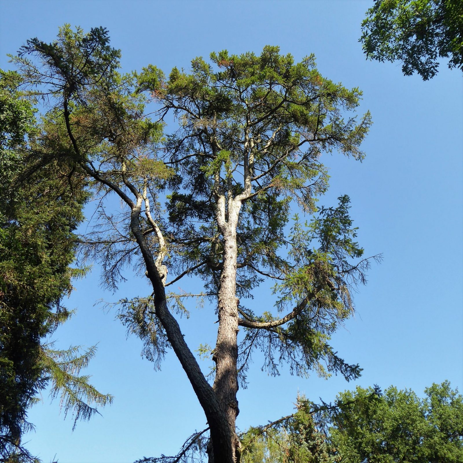 2022-08-13 Ohlsdorfer (22)