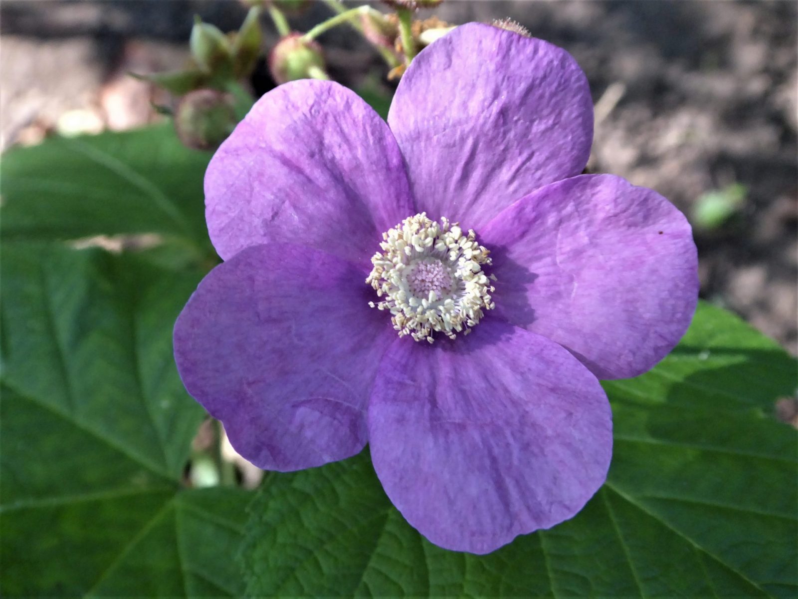 2022-08-13 Ohlsdorfer (6)