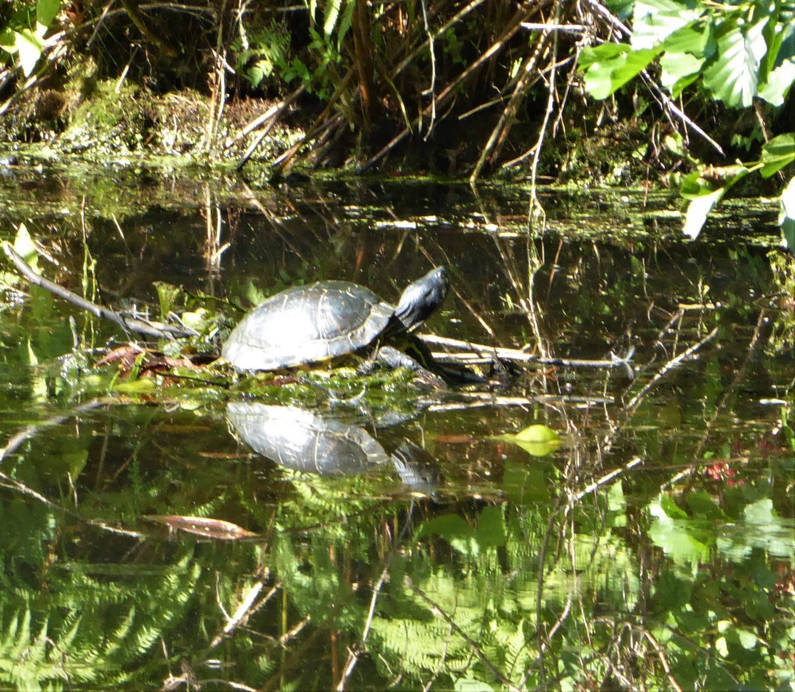 2022-08-13 Ohlsdorfer Schildkröte (1)
