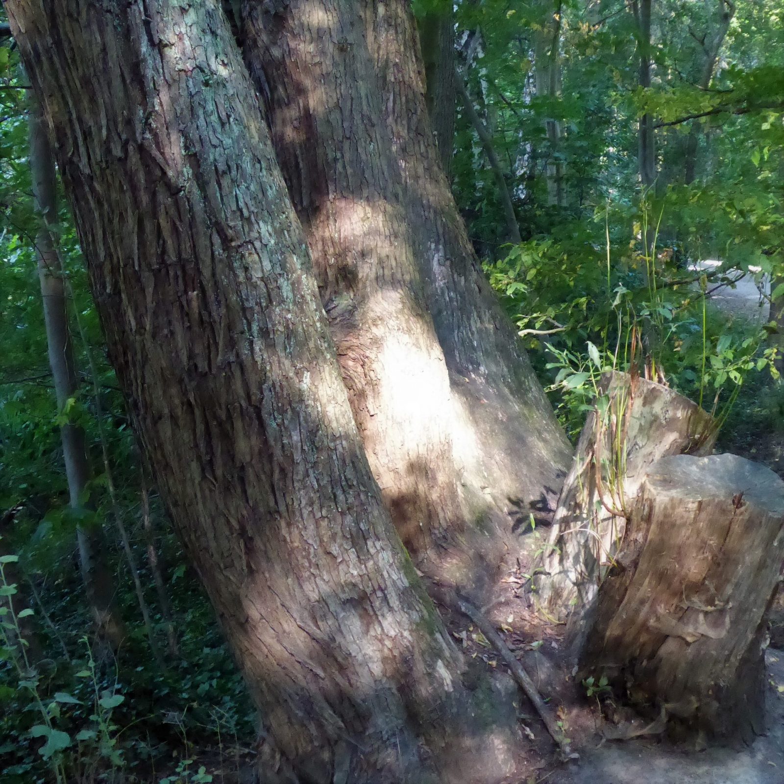 2022-08-14 Bramf.See Friedhof (5)