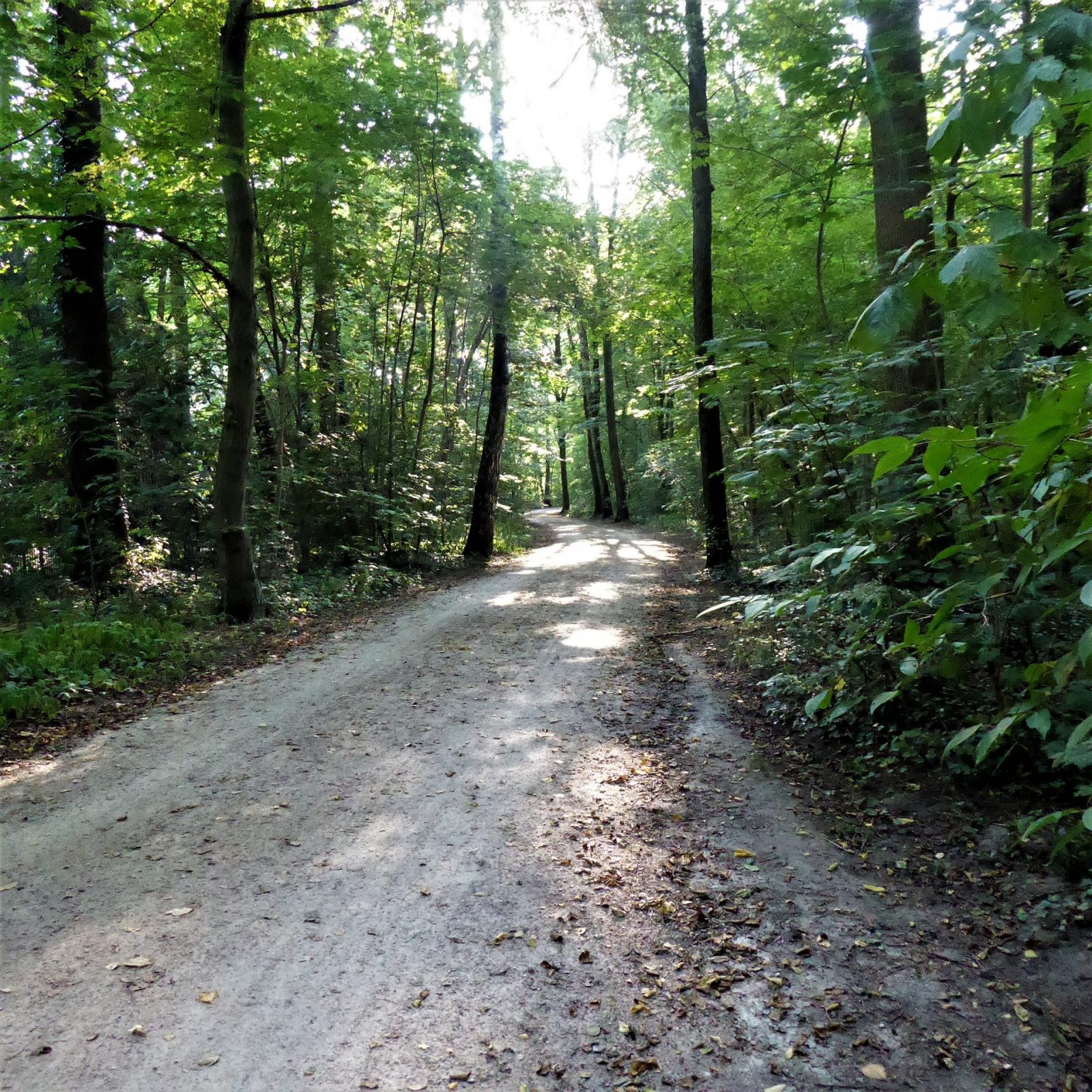 2022-08-14 Bramf.See Friedhof (6)