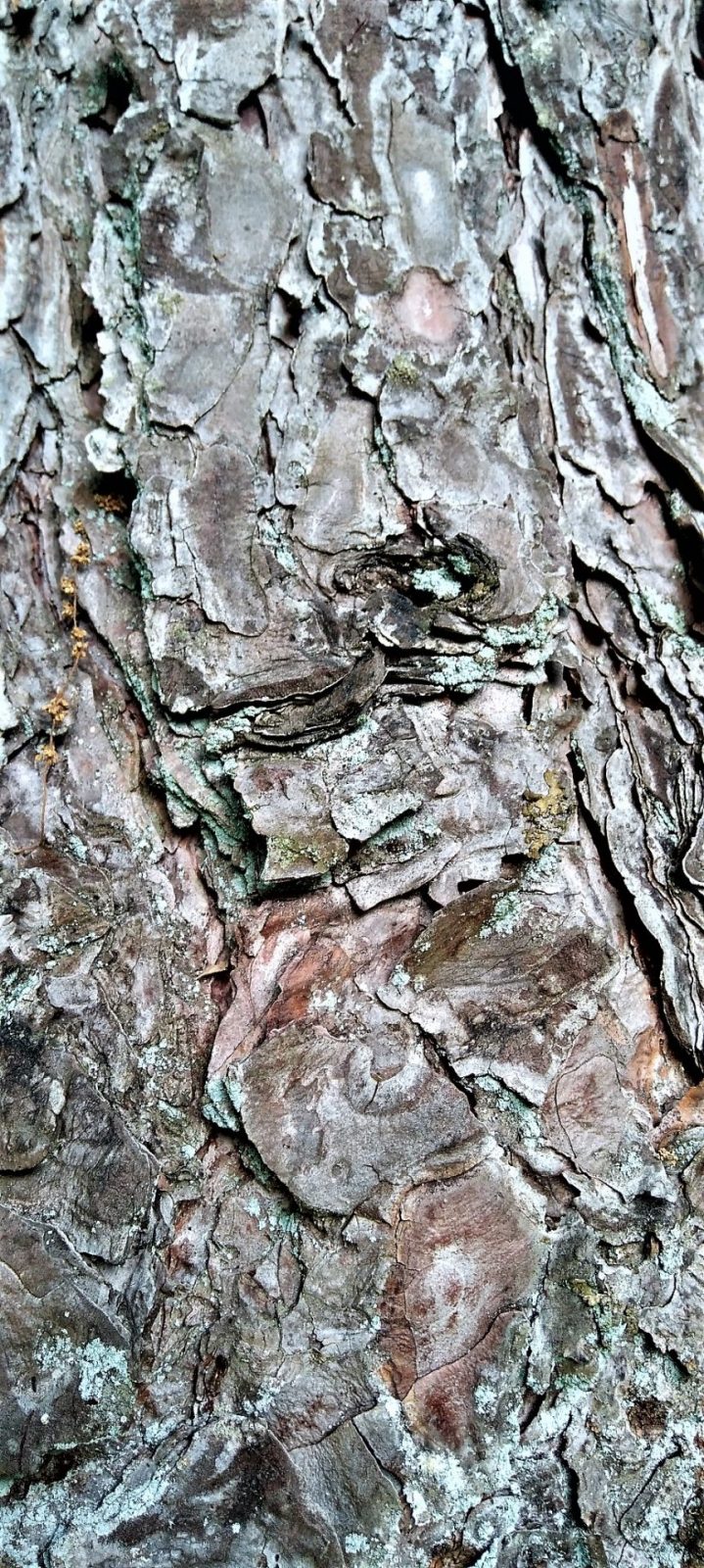 2022-08-26 Baumrinde (2)