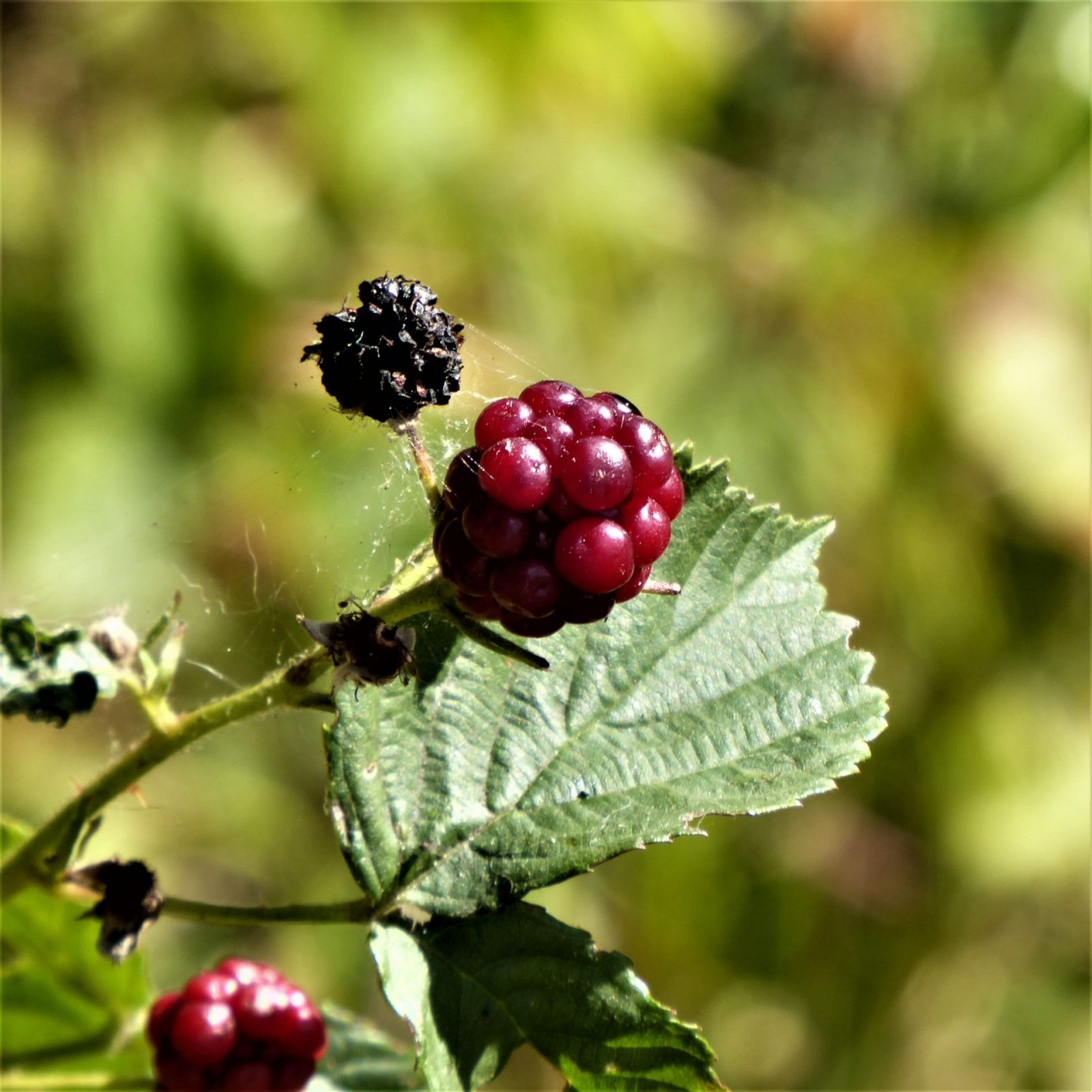 2022-08-31 Friedhof (18)