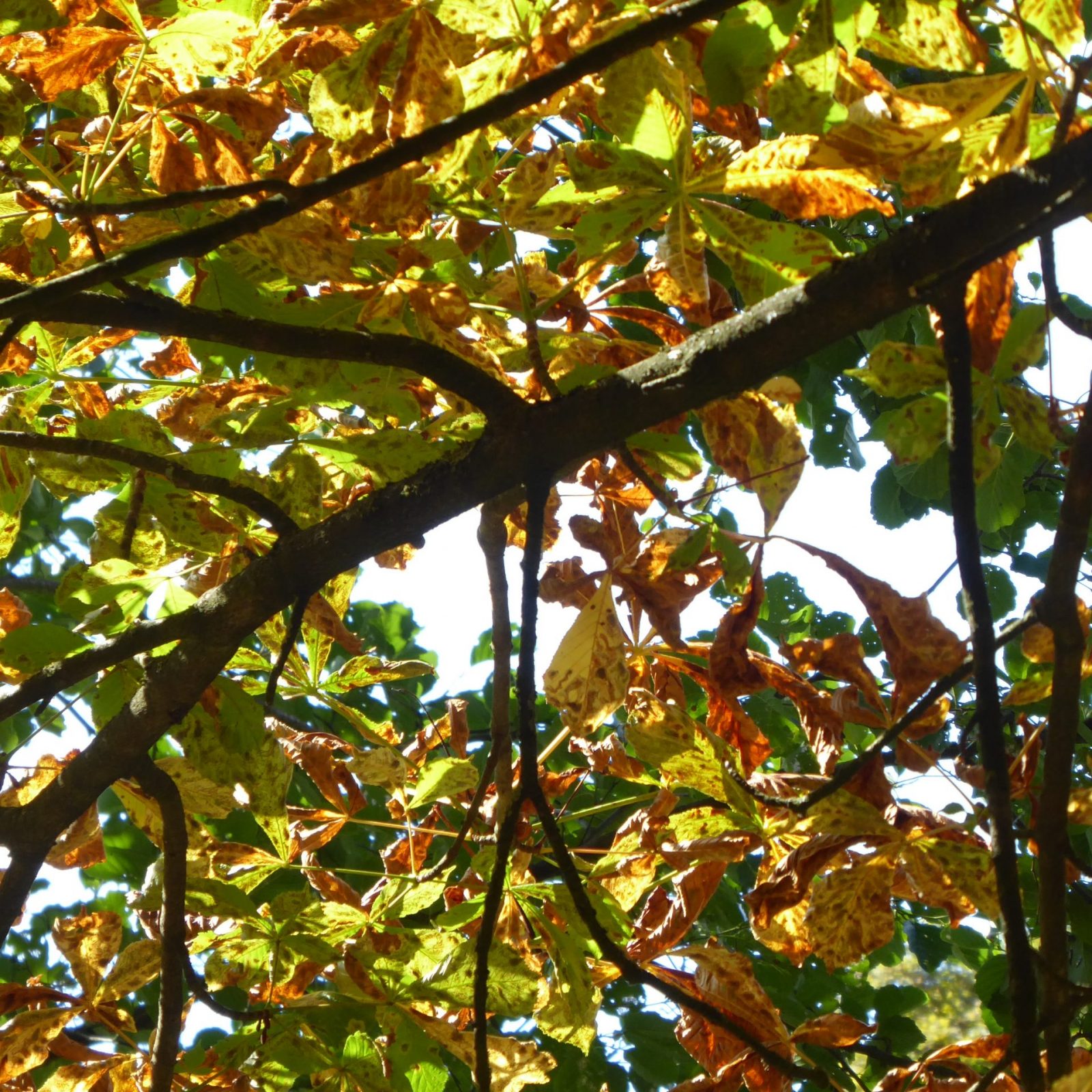 2022-08-31 Friedhof (3)