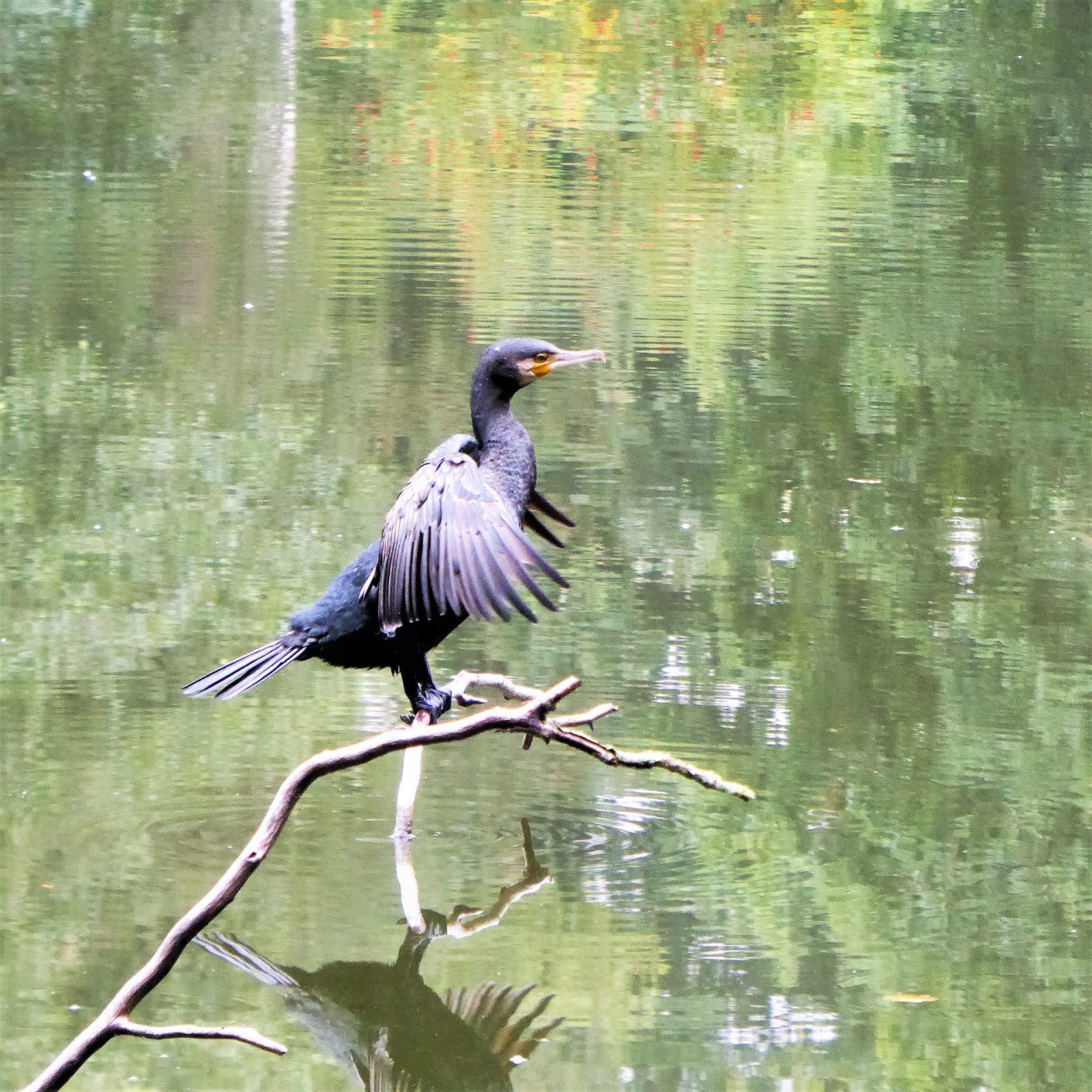 2022-09-10 Kormoran Ohlsdorf (10)