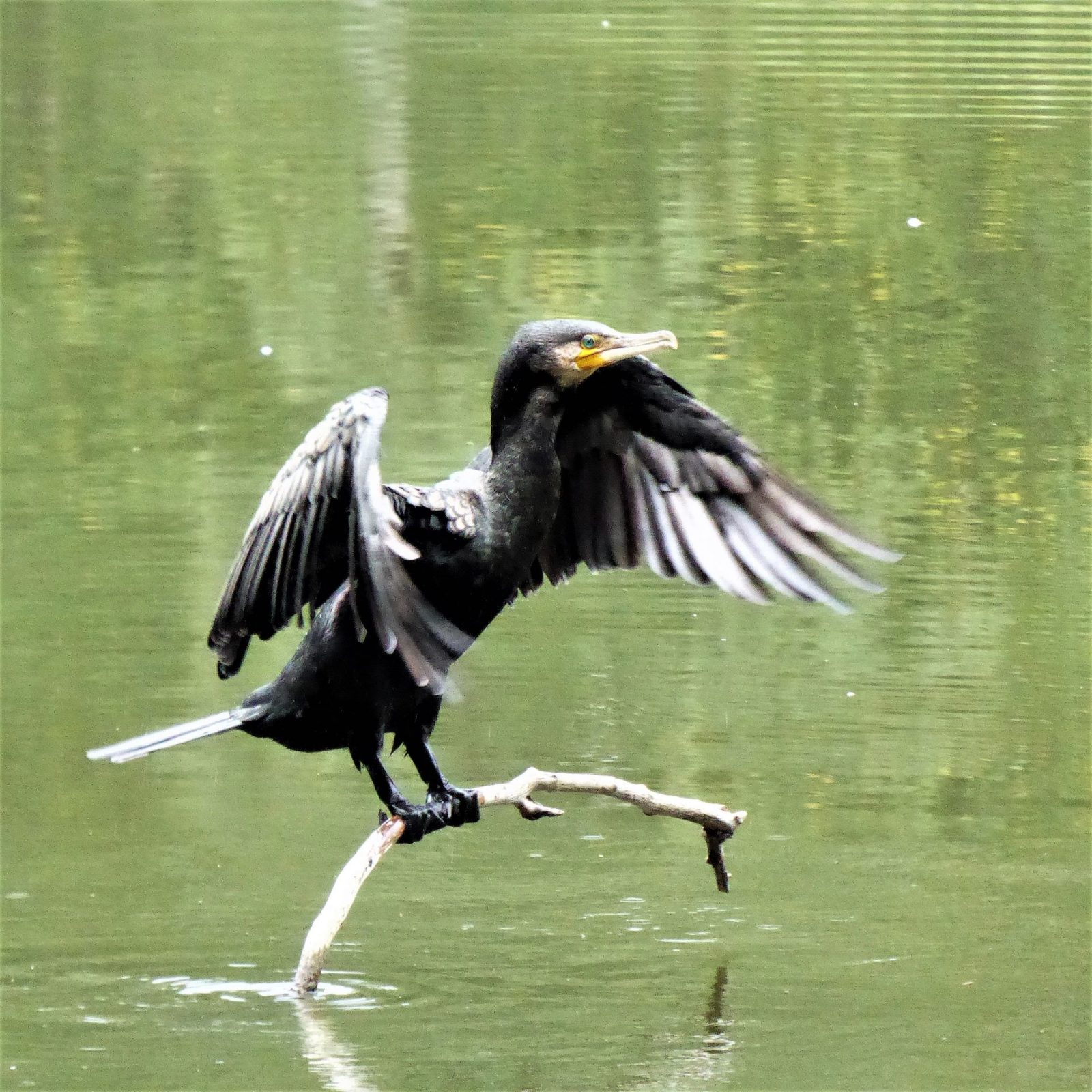 2022-09-10 Kormoran Ohlsdorf (3)