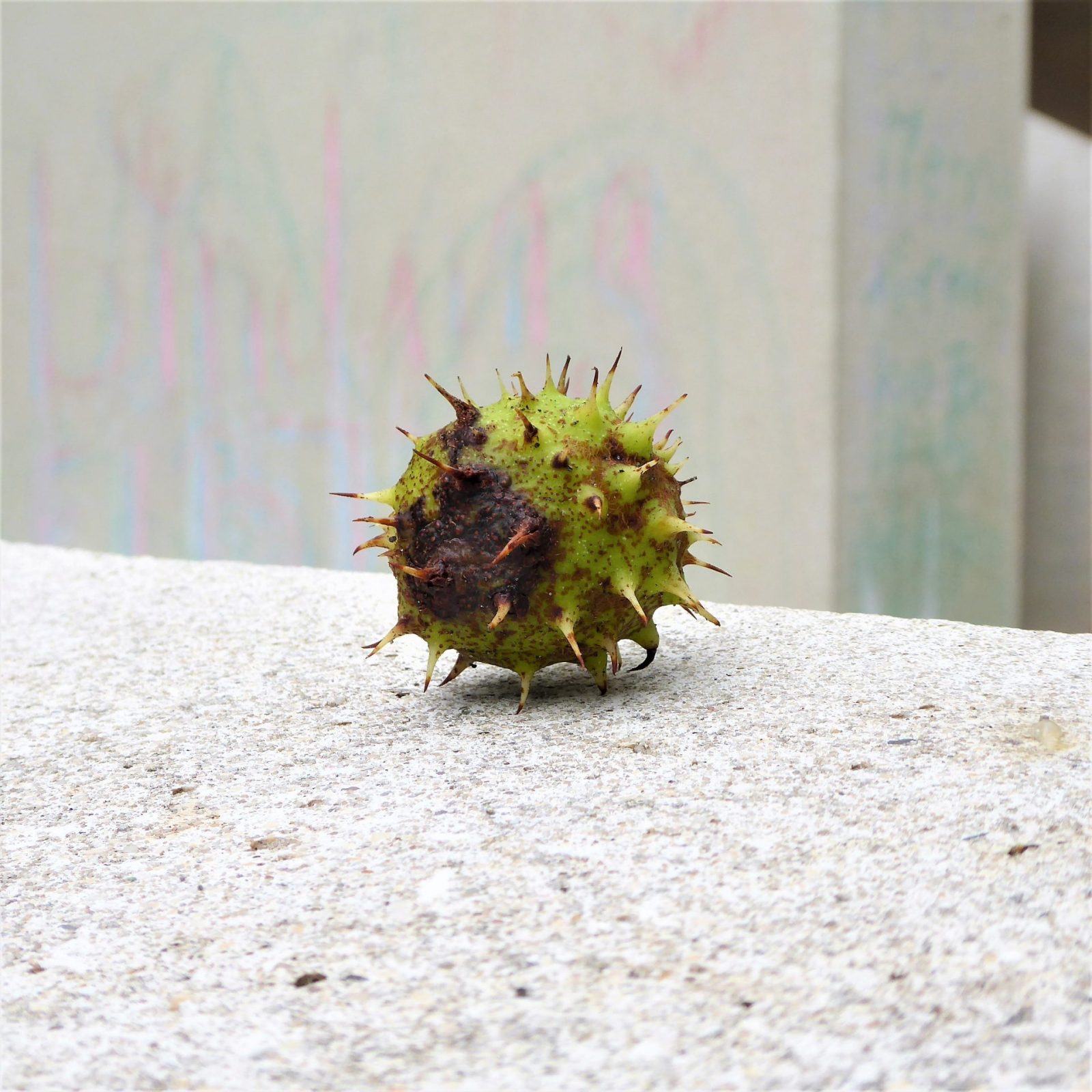 2022-09-10 Ohlsdorf (5)